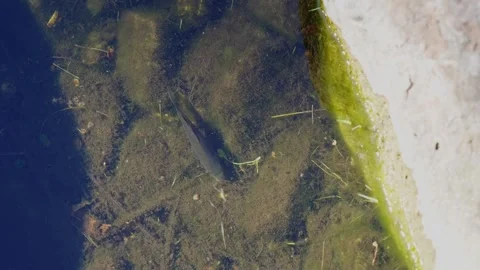 Serene pond, small fish forage along the bottom while water Stock Footage 284165181