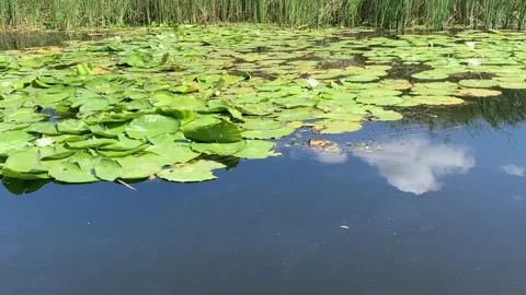 Serene pond surface covered with floating green lily pads and white flowers in Vidéo 345663025