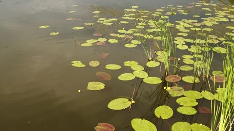 Serene pond surface with lily pads and reeds gently swaying in the water Stock Footage 337128315