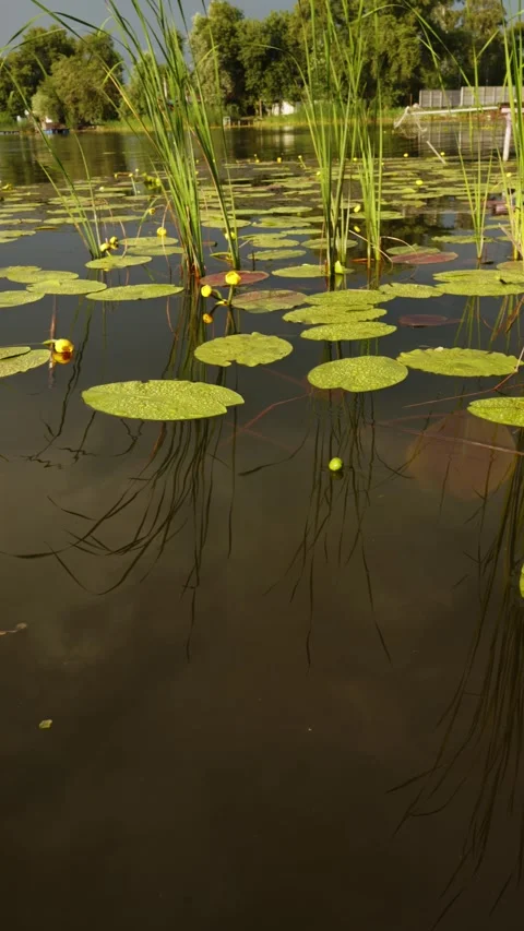 Serene pond surface with lily pads and yellow water lilies in summer Stock Footage 337128405