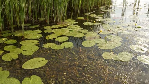 Serene pond surface with lily pads and reeds reflecting the sky Stock Footage 337129206