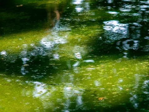 Serene Reflection of Green Trees and White Clouds on Calm Water Surface in .. Stock Photos