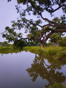 Serene Reflection of a Mango Tree Stock Photos