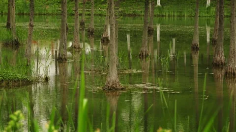 A Serene Reflection of Slender Cypress Trunks Standing Within a Calm and Vídeo Stock 332855415