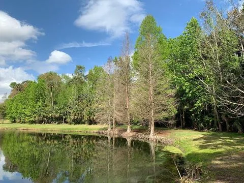 Serene reflection of trees by the lake Stock Photos