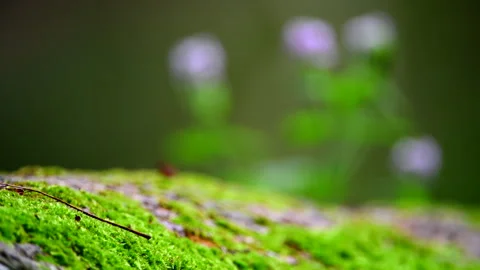 A Serene Reflection: Vibrant Wildflowers Behind a Moss-Covered Log by the Lake Stock Footage 249213053