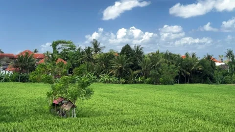 Serene rice field hut surrounded by greenery in picturesque countryside Stock Footage 280772020