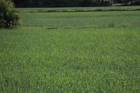 Serene Rice Fields Stretching Beyond Stock Photos