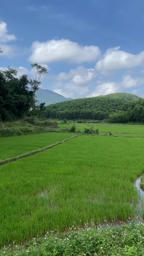 Serene Rice Paddies Stock Footage 310821345