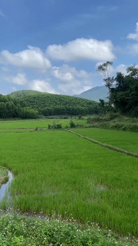 Serene Rice Paddies Stock Footage 310821814