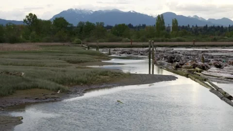 Serene River Estuary with Floating Logs and Distant Mountains Stock Footage 274464029