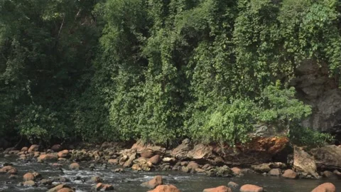 Serene River Flowing Through Forest With Lush Greenery And Rocks Stock Footage 293943828
