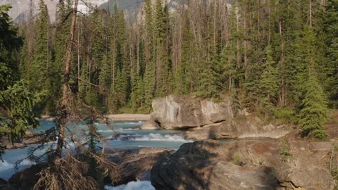 Serene River Flowing Through Lush Forest in Mountain Landscape Stock Footage 255545196