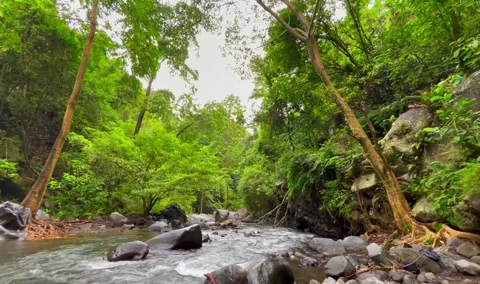 Serene River Flowing Through Lush Green Tropical Forest Stock Footage 296781461