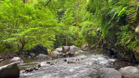 Serene River Flowing Through Lush Green Tropical Rainforest Canyon Stock Footage 296781747