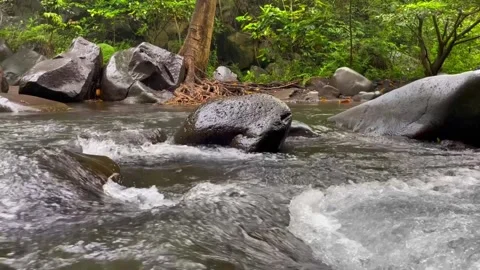 Serene River Flowing Through Lush Tropical Forest: A Tranquil Escape in Natur Stock Footage 296782052