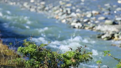 Serene River Flowing Through Lush Greenery Vídeo Stock 309505428