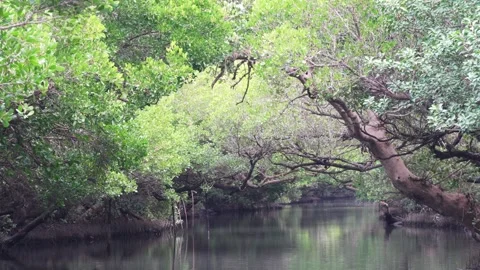 Serene river flowing through lush green mangrove forest with overhanging branche Stock Footage 315737782