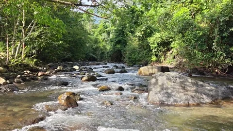 A serene river flowing through lush tropical forest. Stock Footage 319613323