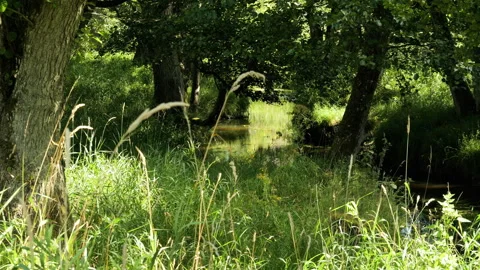 Serene river flowing through lush green forest 库存影片 343869192