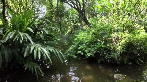 Serene River Flowing Through Marshland 4K Video Stock Footage 317626700