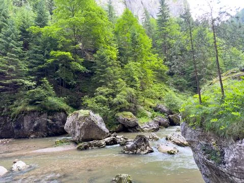 A serene river flows through a lush forest with tall trees Stock Photos