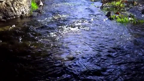 A serene river gently flows through a vibrant forest, stock footage. Stock Footage 304784437