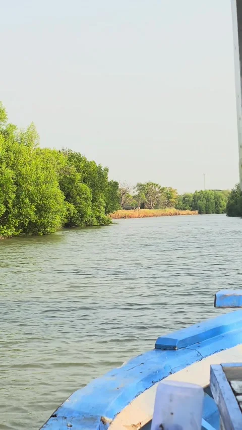Serene river journey through lush green mangroves on a tranquil blue boat rid Stock Footage 340441596