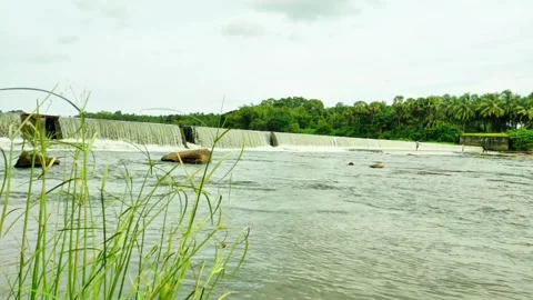Serene River Landscape with Check Dam, Coconut Trees, and Grassy Riverside .. Stock Footage 320820416