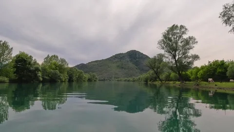 Serene River Landscape with Cows. Stock Footage 290461101