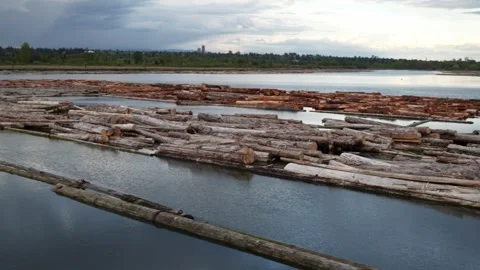 Serene River Landscape with Drifting Timber Logs at Dusk Stock Footage 274463939