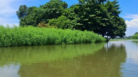 A serene river landscape with lush greenery and blue sky Vídeo Stock 331805252