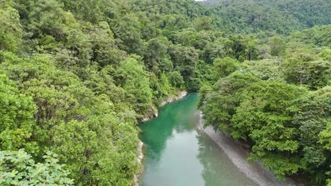 Serene river passing through lush green forest Stock Footage 329828063