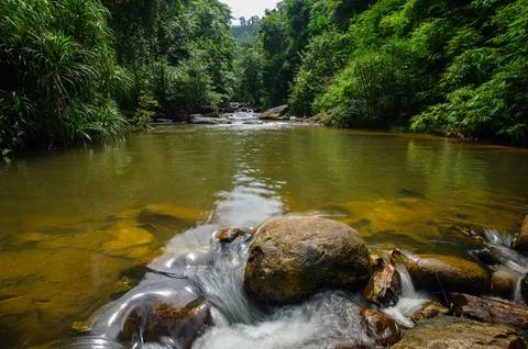 Serene River Scene Flowing Through Dense Green Forests Under Overcast Sky Stock Photos