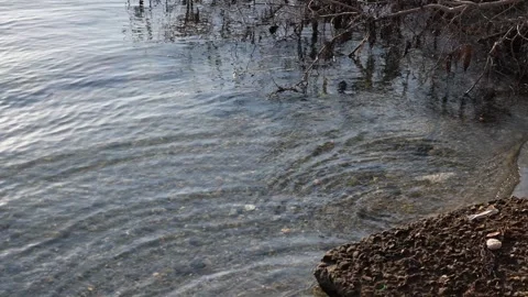 Serene River Scene Stock Footage 319952365