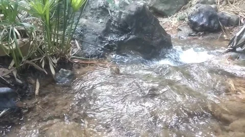 The Serene River Stream Stock Footage 334590289