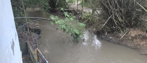Serene River Stream Surrounded by Lush Green Bamboo and Vegetation Video stock 303646270