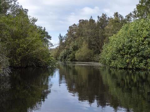 Serene river surrounded by dense vegetation Stock Photos