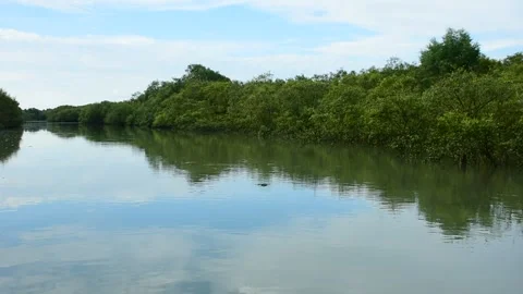 Serene River Through Dense Mangroves Perfect Reflection Glide Shot Stock Footage 319376852