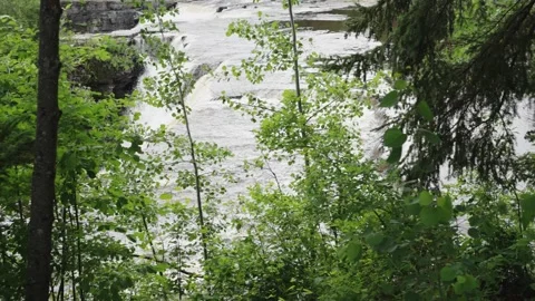Serene River View Through Lush Green Forest Foliage Stock Footage 264074886