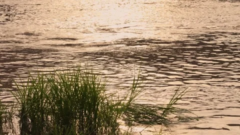 Serene river water flowing gently with tall green grass at sunset golden hour Stock Footage 341955933
