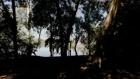 Serene riverside at dawn with trees reflecting on calm water Stock Footage 301304067