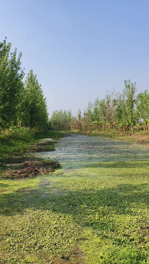 Serene Riverside Forest Edge Stock-Footage 340517493
