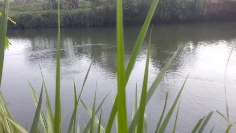Serene Riverside Grass 스톡 동영상 337879938