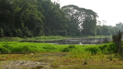 Serene Riverside Landscape With Dense Forest and Green Riverbank Stock Footage 327920136
