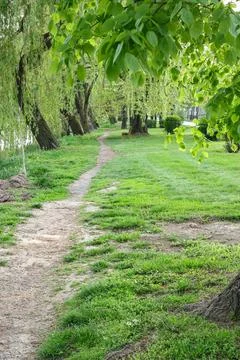 Serene Riverside Path Under Weeping Willow Trees in Green Park With Empty B.. Stock Photos