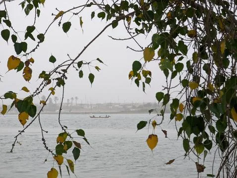 Serene riverside scene with leafy branches framing distant boat on calm water 库存照片