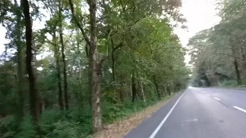A serene road in the jungle, enveloped by trees and vibrant green grass Stock Footage 277545625