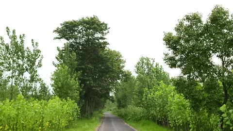Serene Rural Asphalt Pathway Through Greenery Видео 343908624