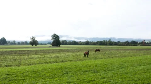 A serene rural landscape featuring two horses grazing in a lush green field. Stockbeeldmateriaal 287115211